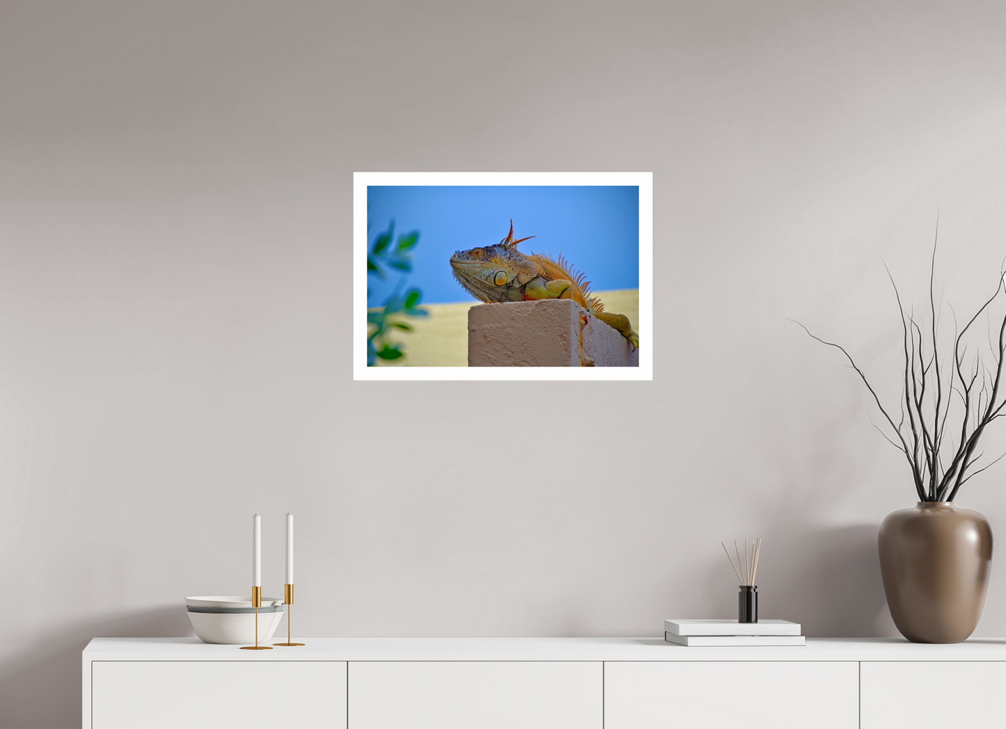 Iguana Iguana