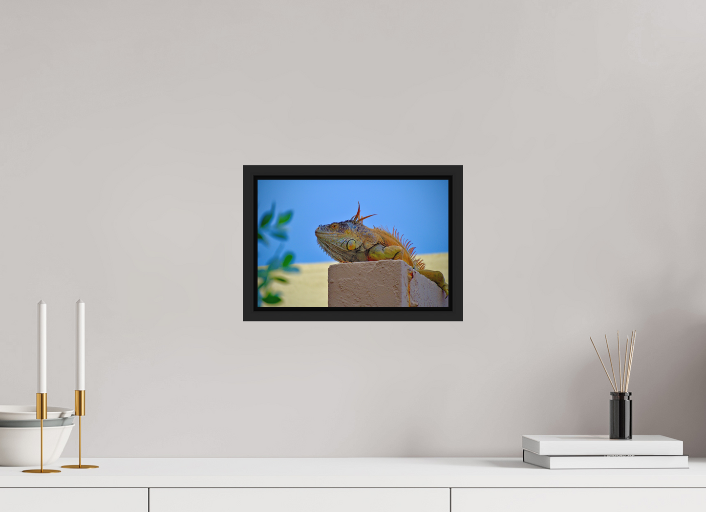Iguana Iguana