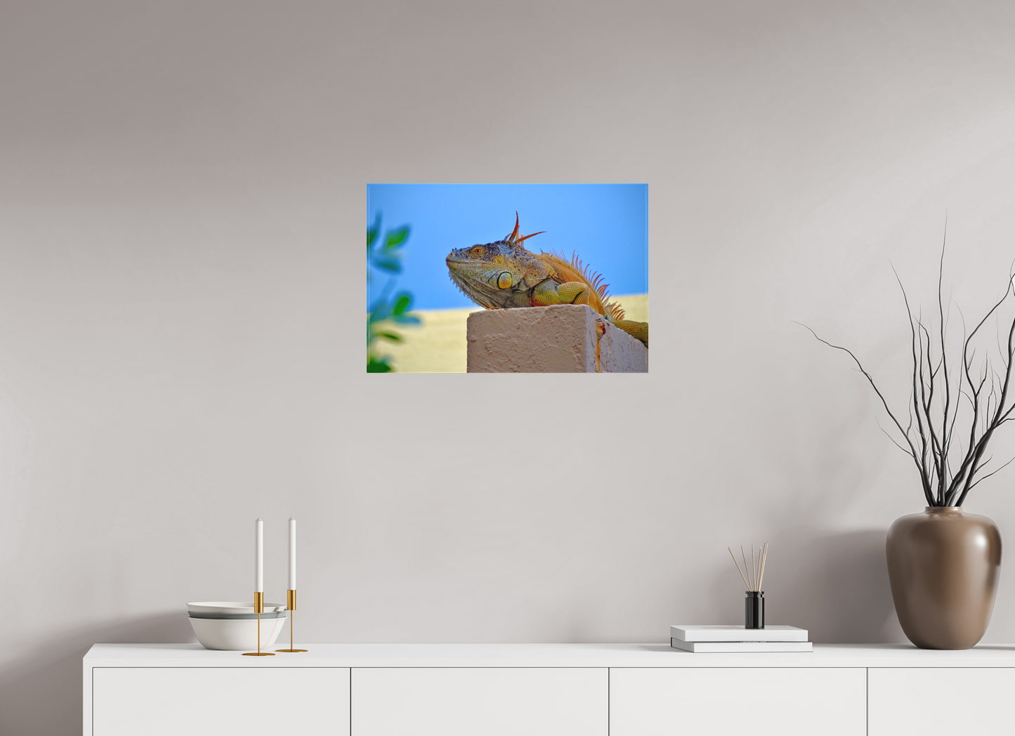 Iguana Iguana