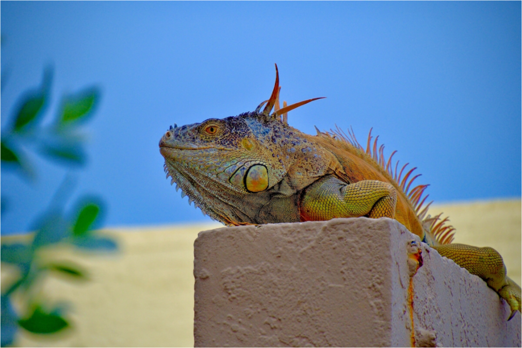 Iguana Iguana
