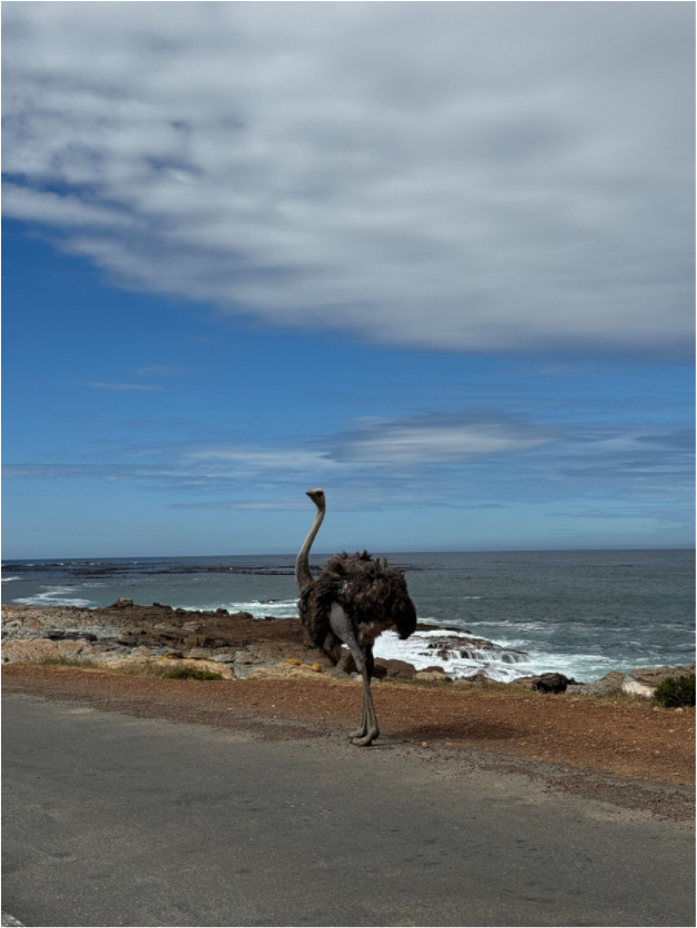 Ostrich