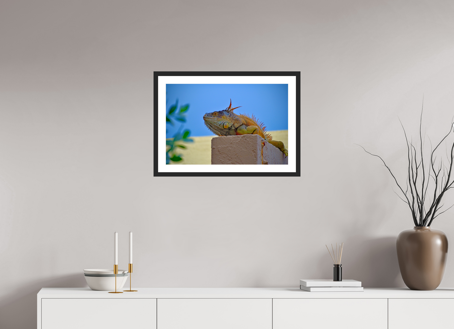 Iguana Iguana