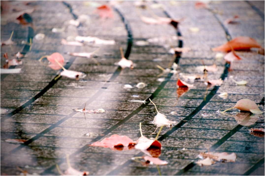 Falling Leaves