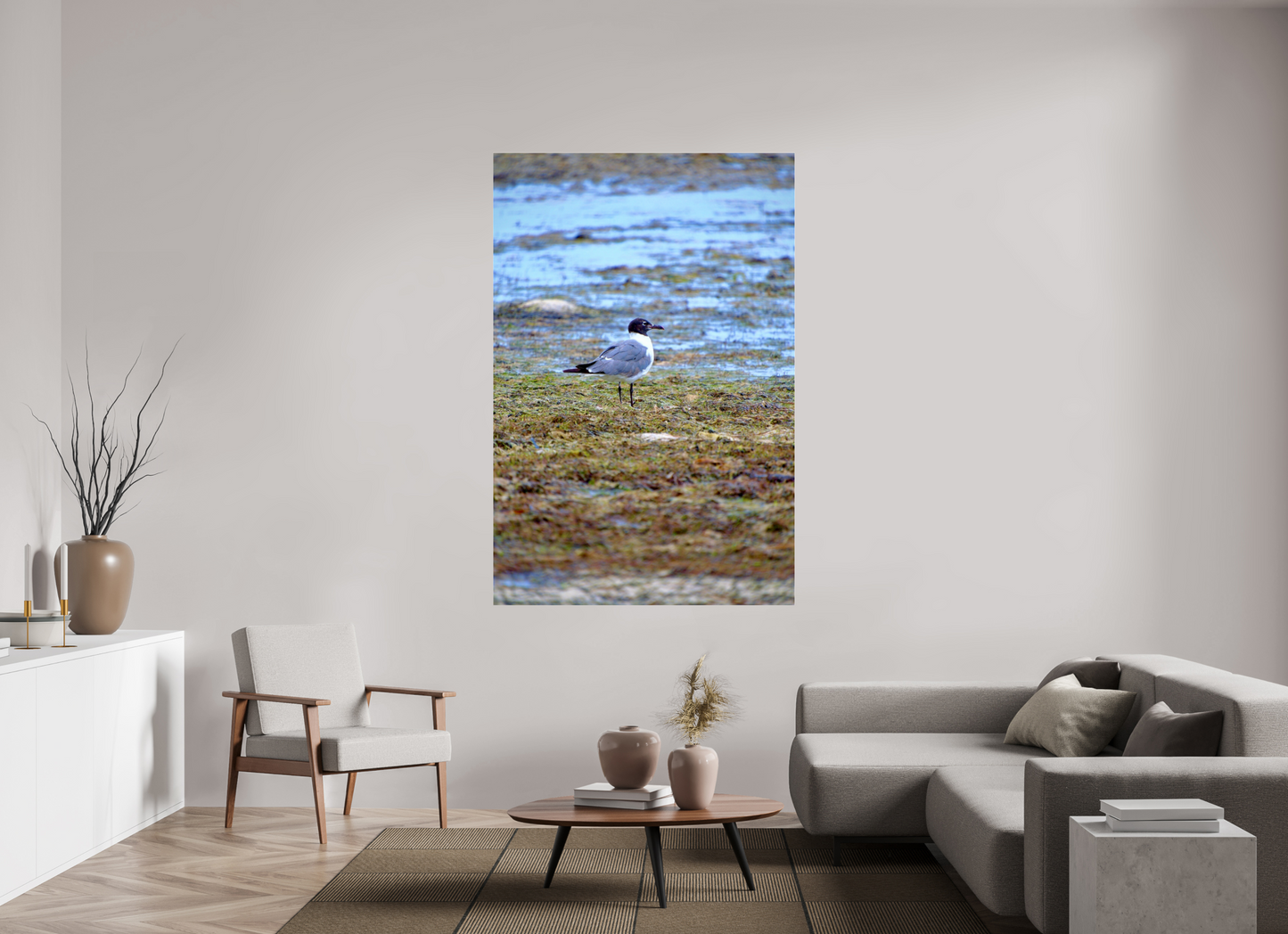 Laughing Gull