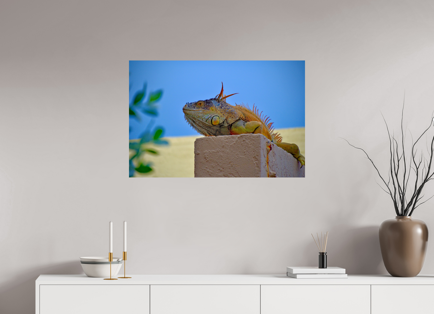 Iguana Iguana