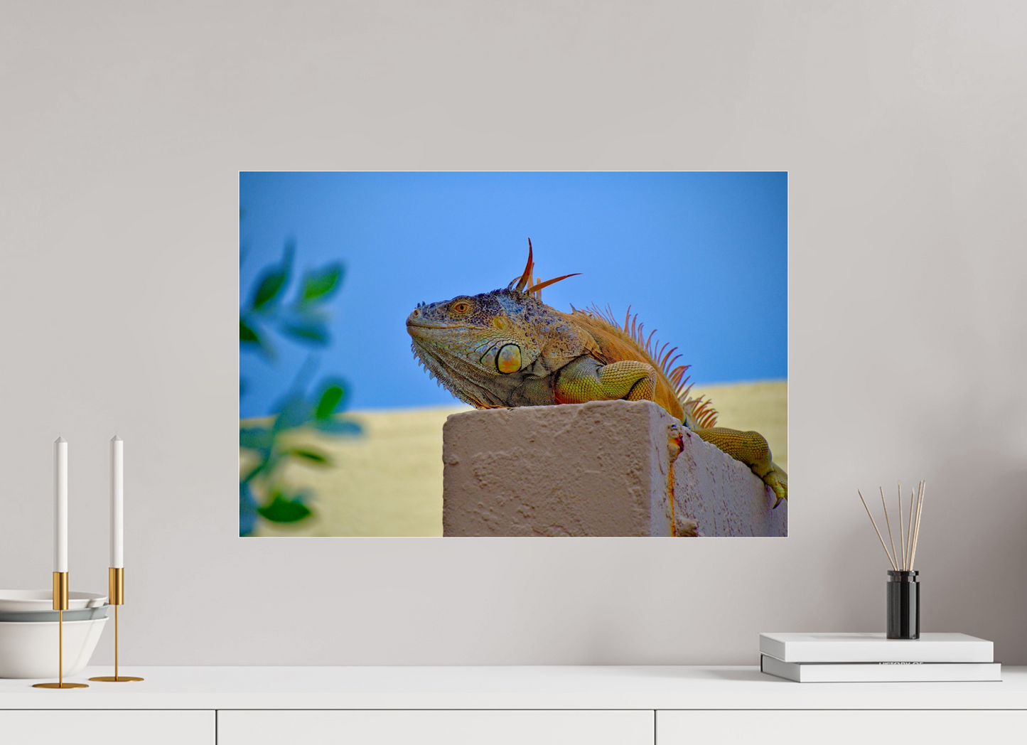 Iguana Iguana