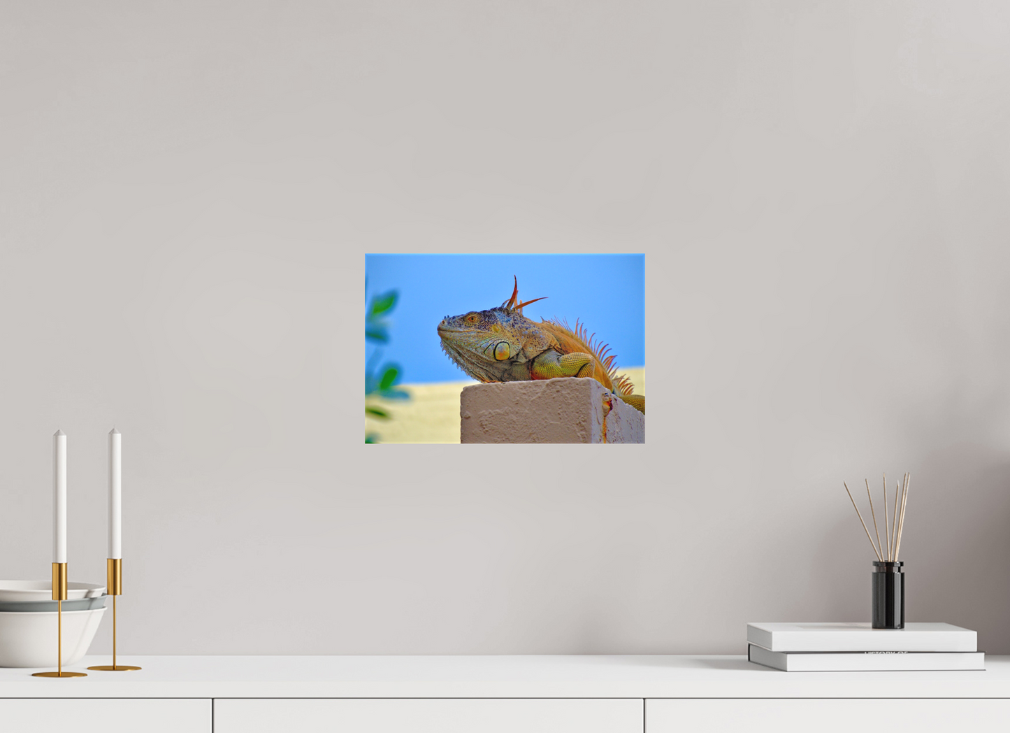 Iguana Iguana