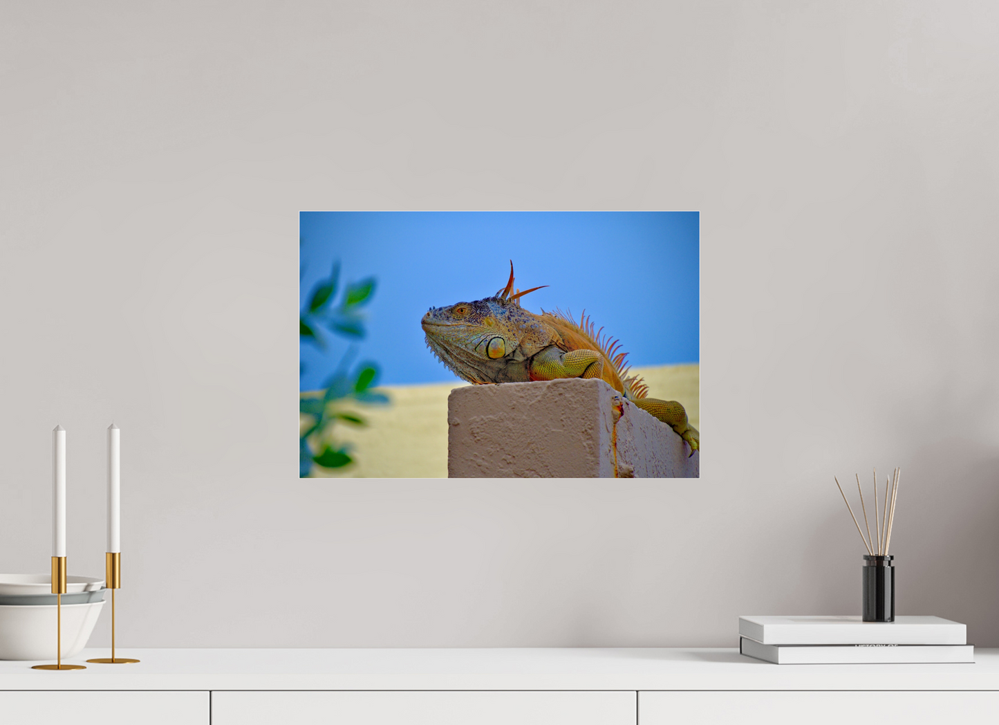 Iguana Iguana