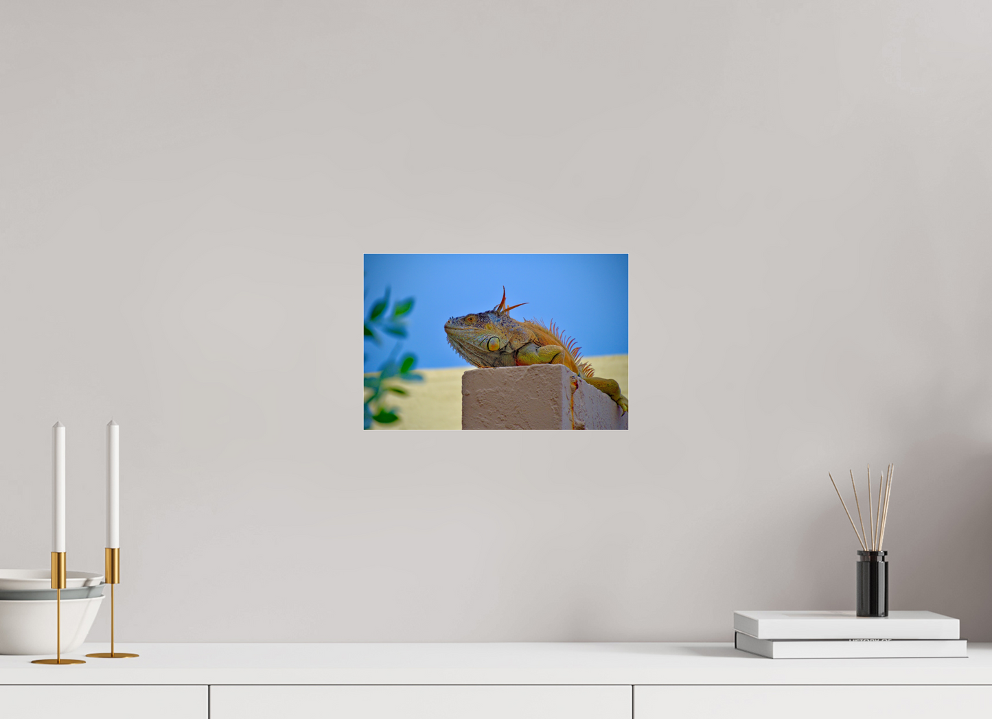 Iguana Iguana