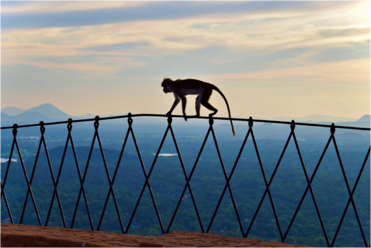 Monkey 007