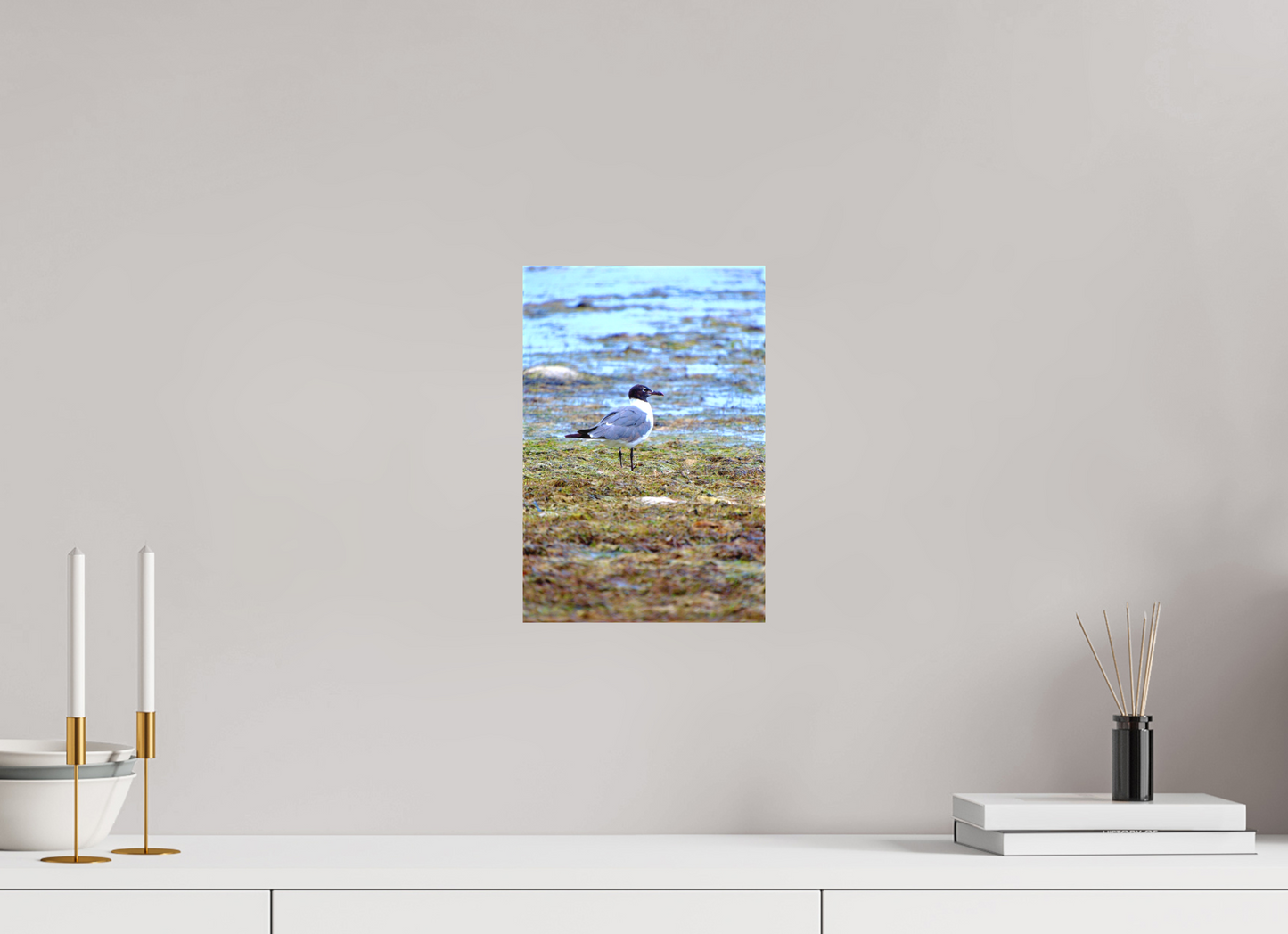 Laughing Gull