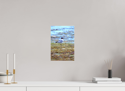 Laughing Gull