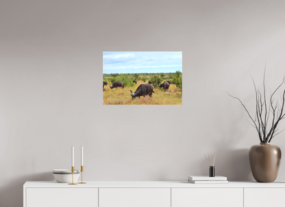 Buffalo