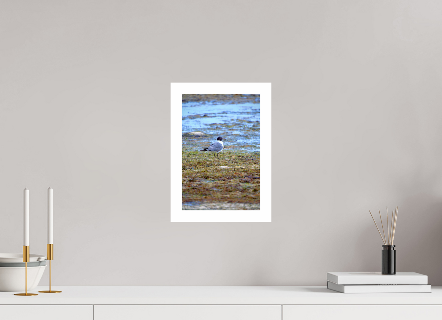 Laughing Gull