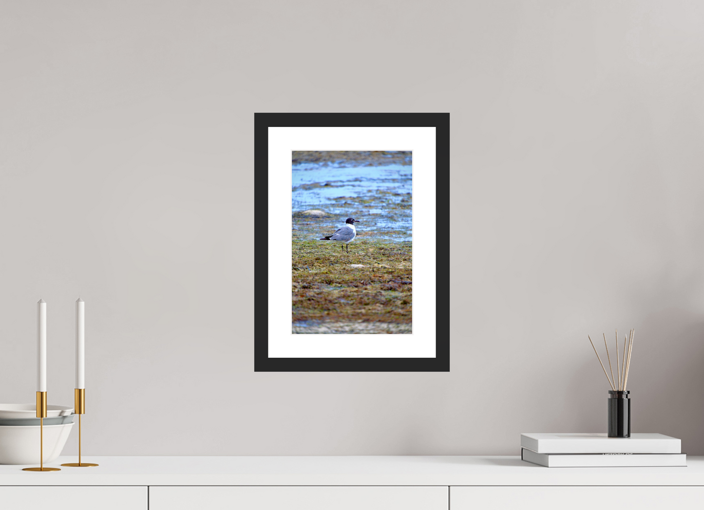 Laughing Gull