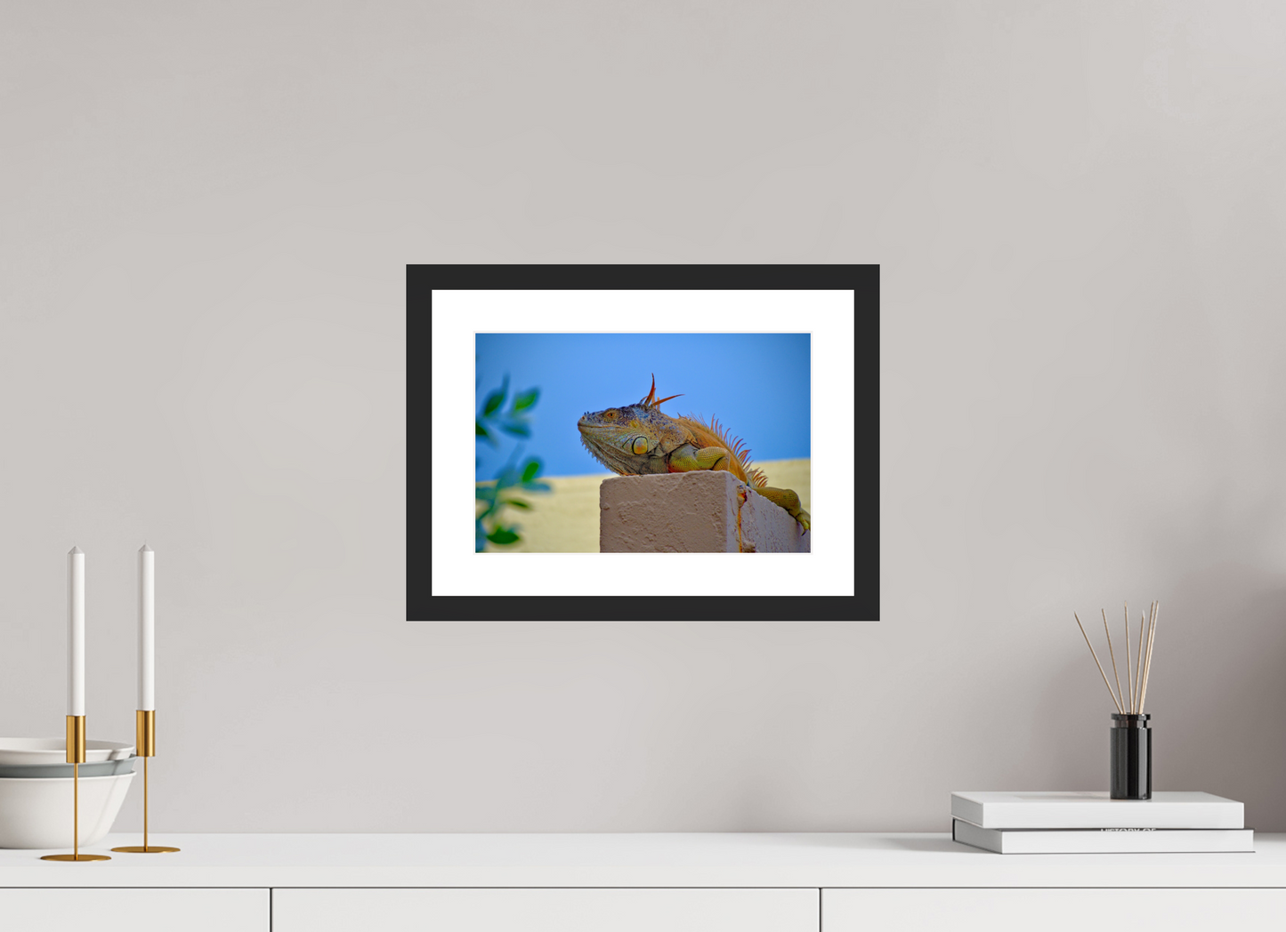 Iguana Iguana