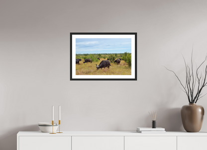 Buffalo