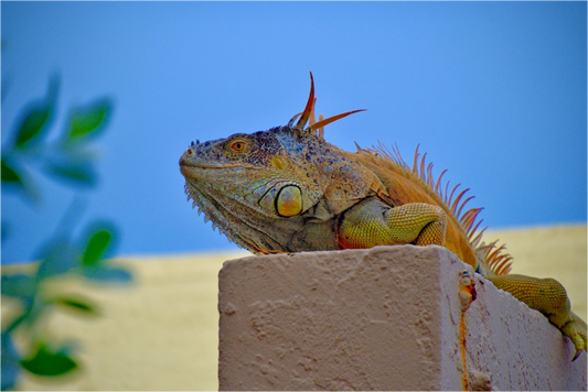 Iguana Iguana