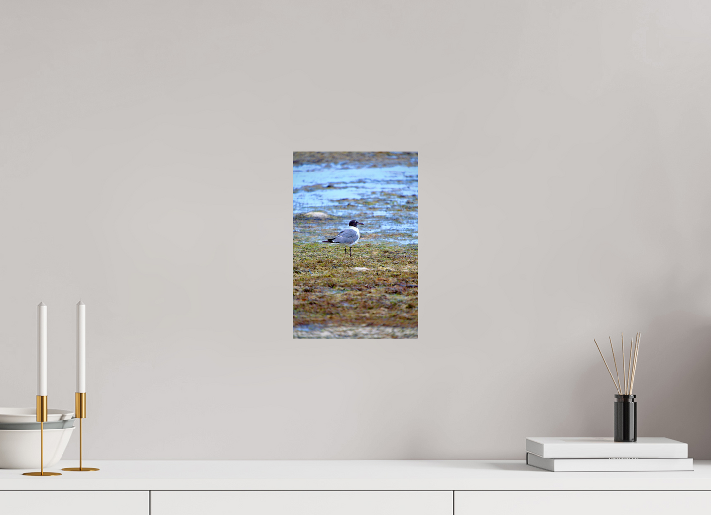 Laughing Gull