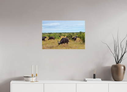 Buffalo