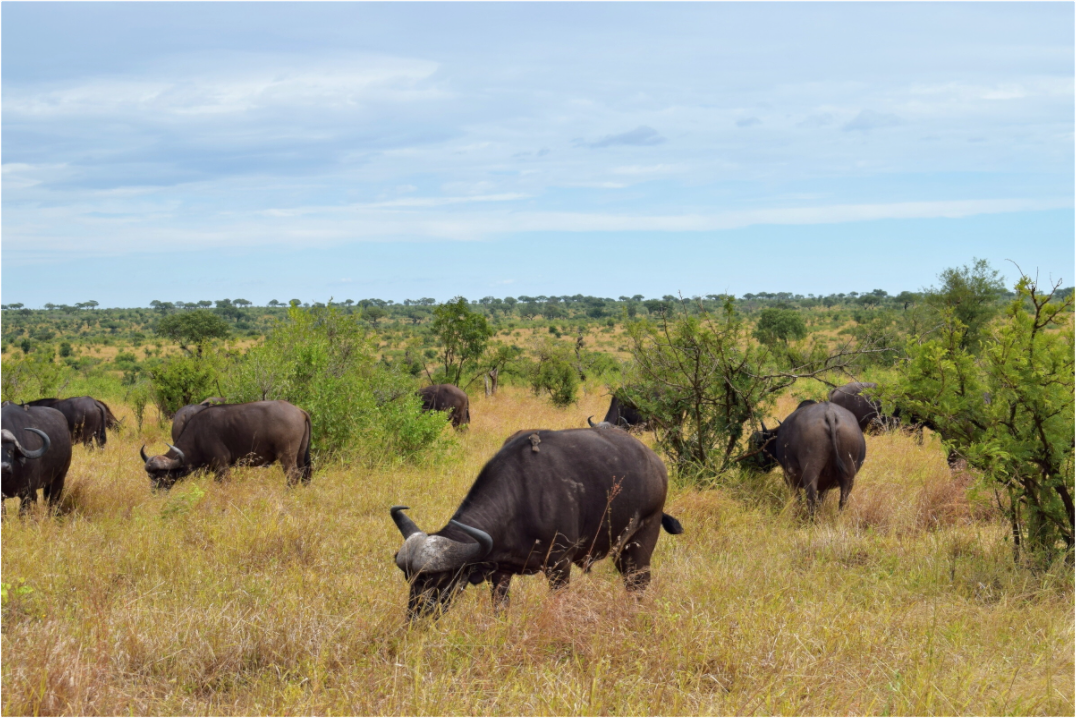 Buffalo