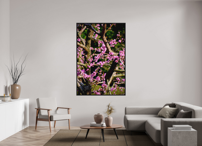 Hanami
