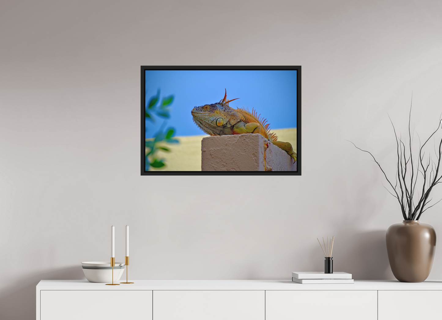 Iguana Iguana