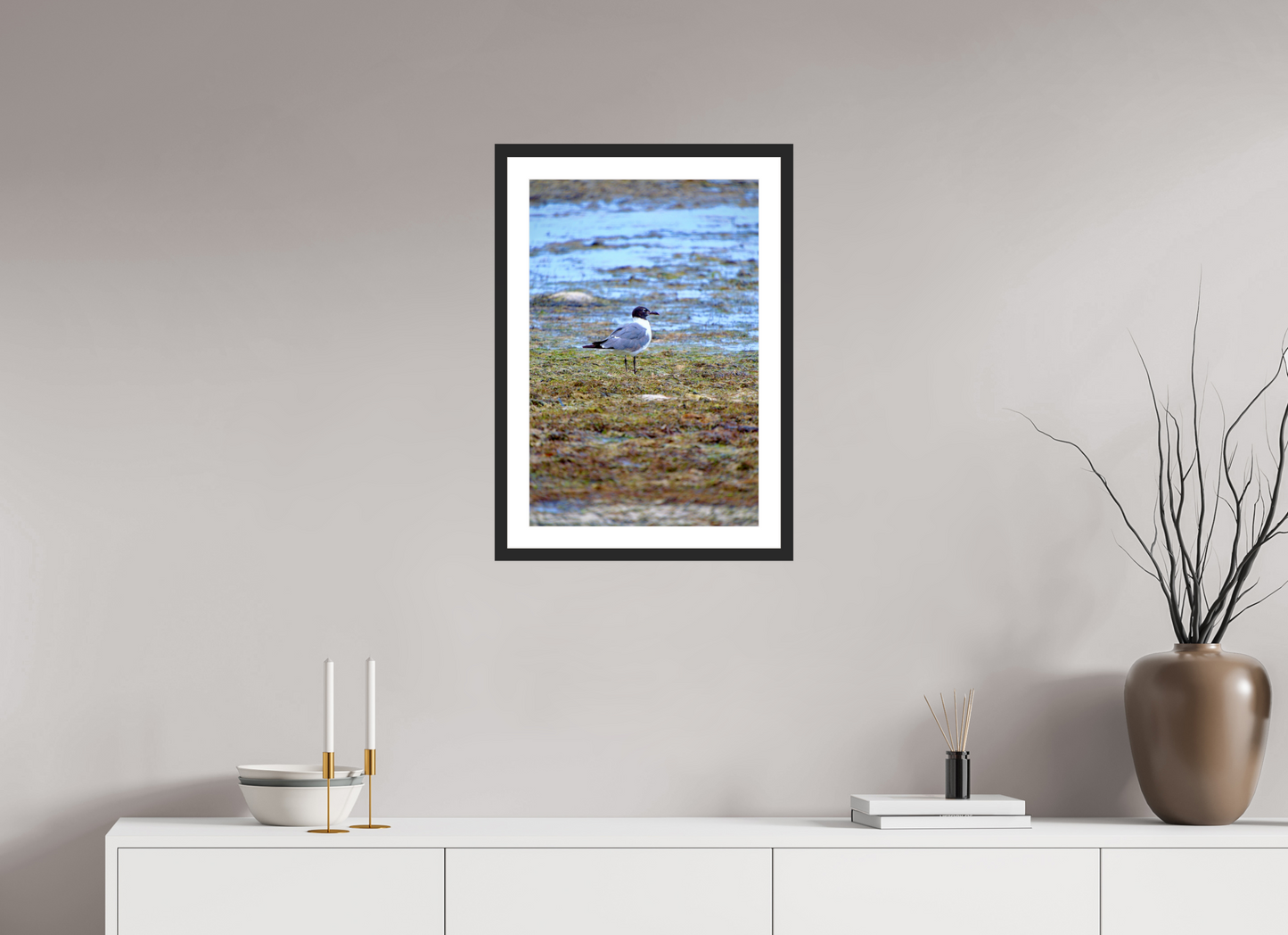 Laughing Gull