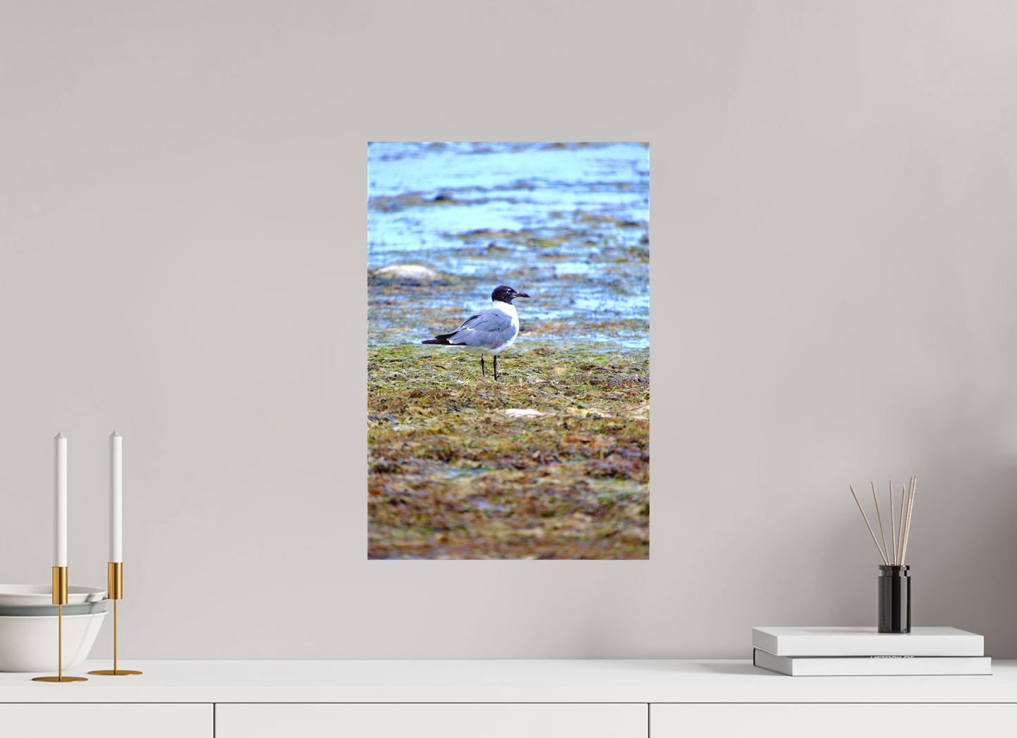Laughing Gull