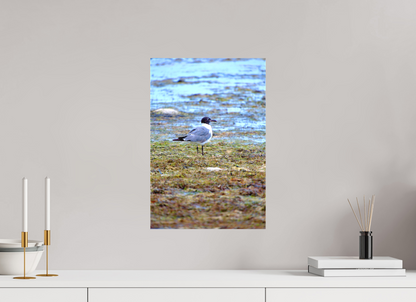 Laughing Gull