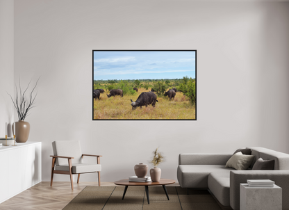 Buffalo