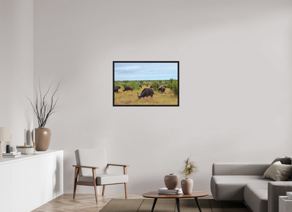 Buffalo