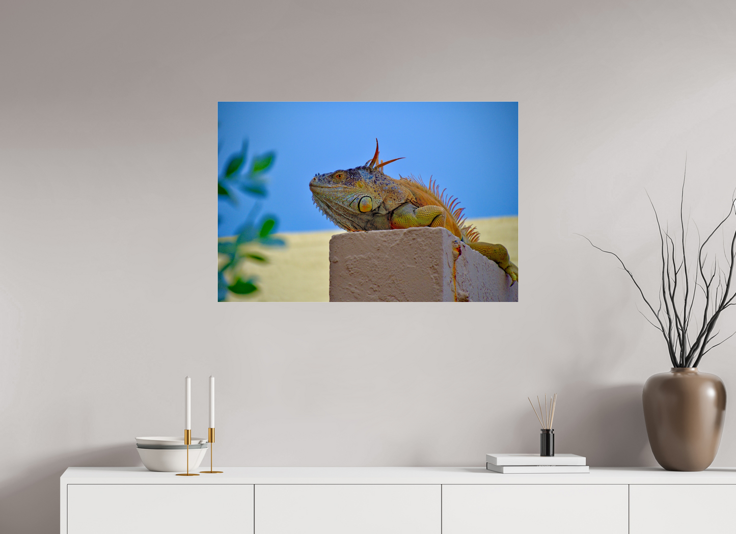 Iguana Iguana