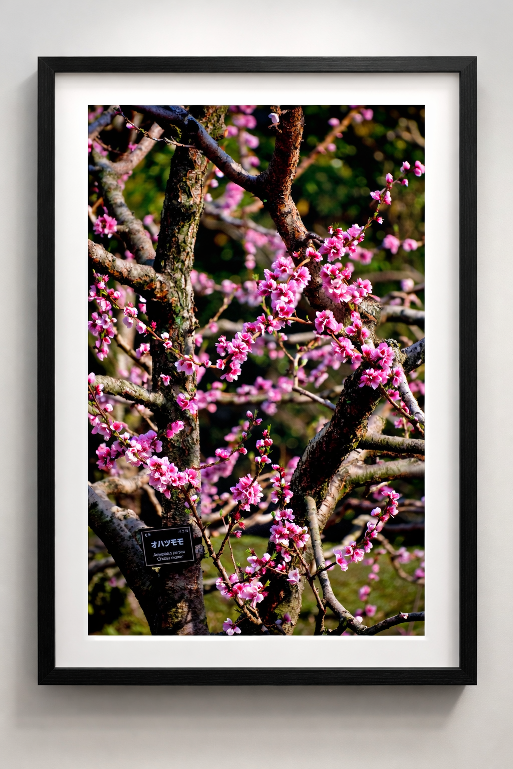 Hanami