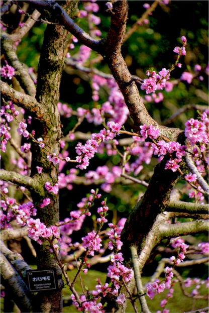 Hanami