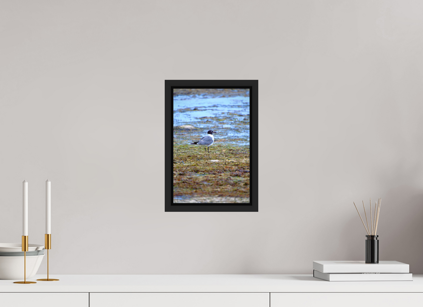 Laughing Gull
