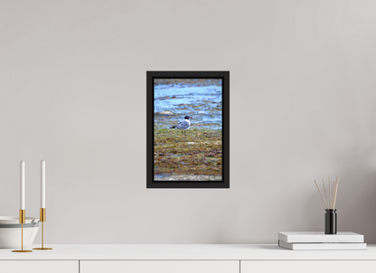 Laughing Gull