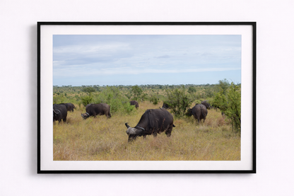 Buffalo
