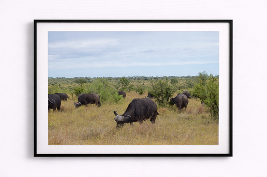 Buffalo