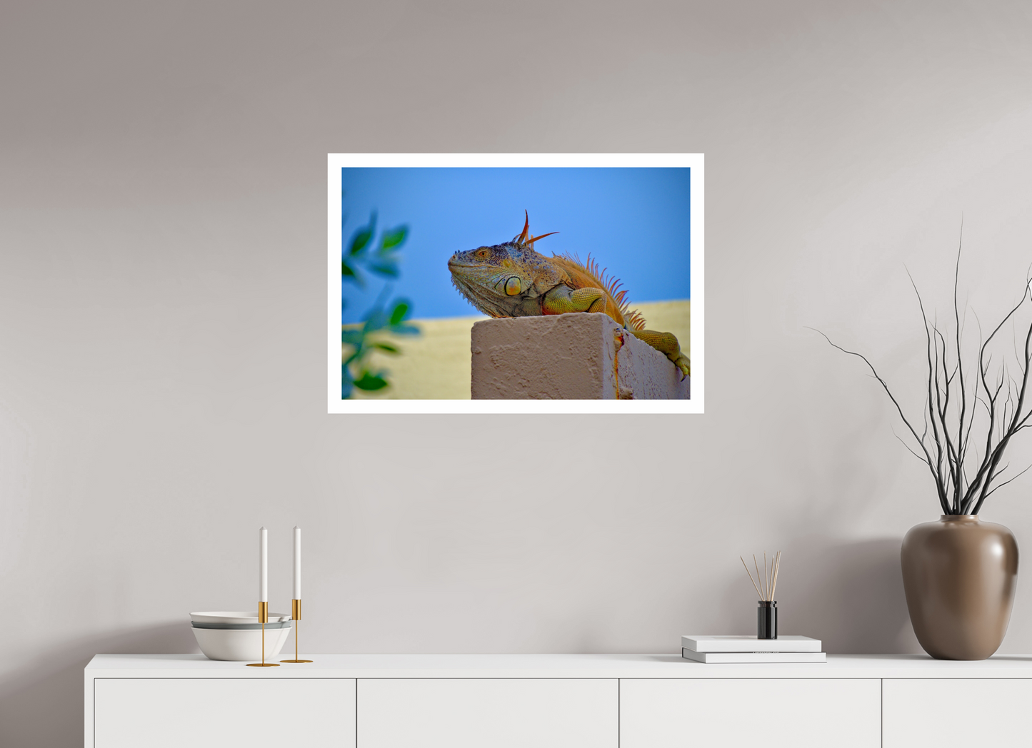 Iguana Iguana