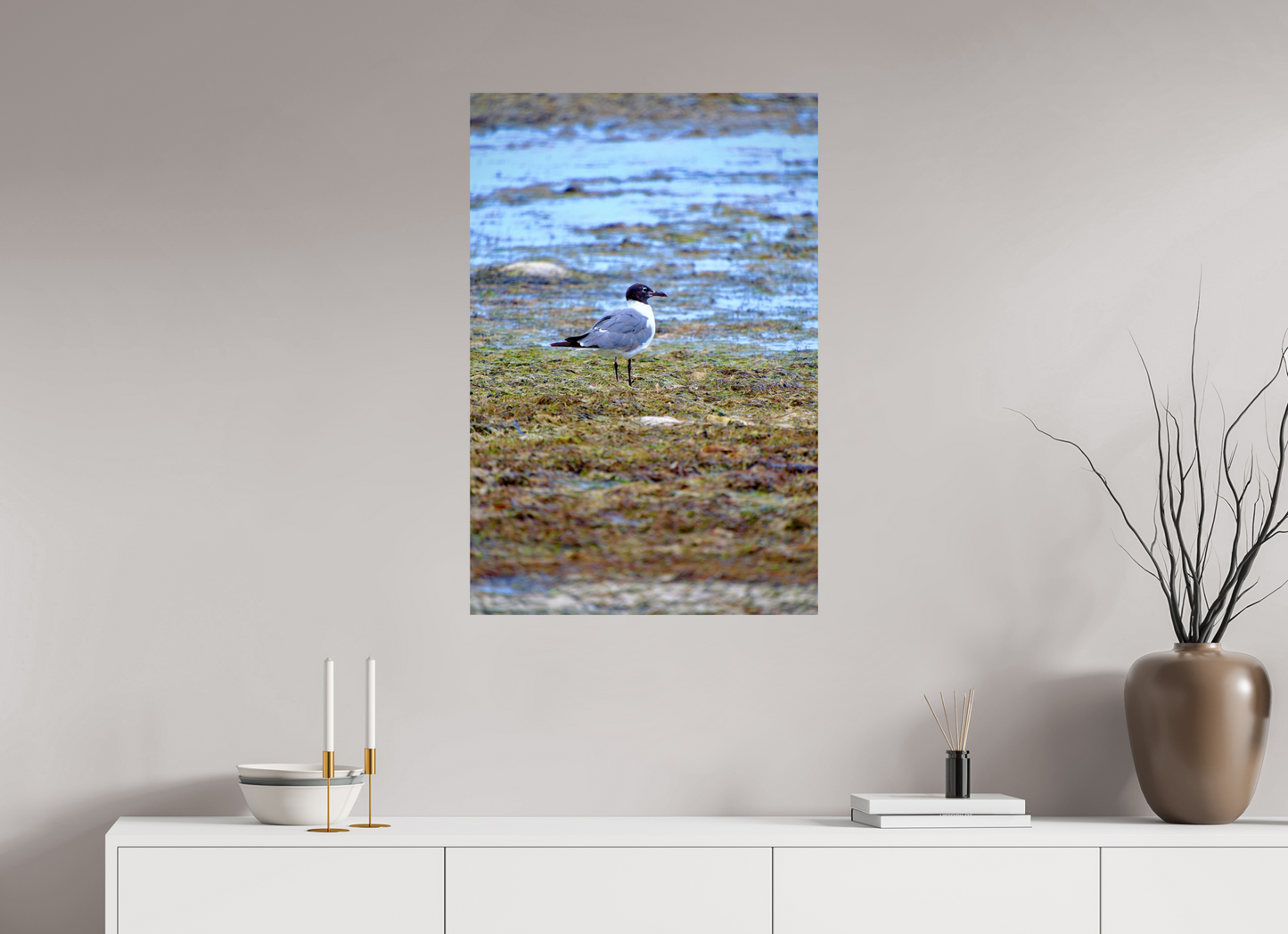 Laughing Gull