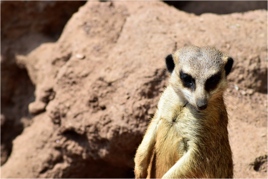 Timon