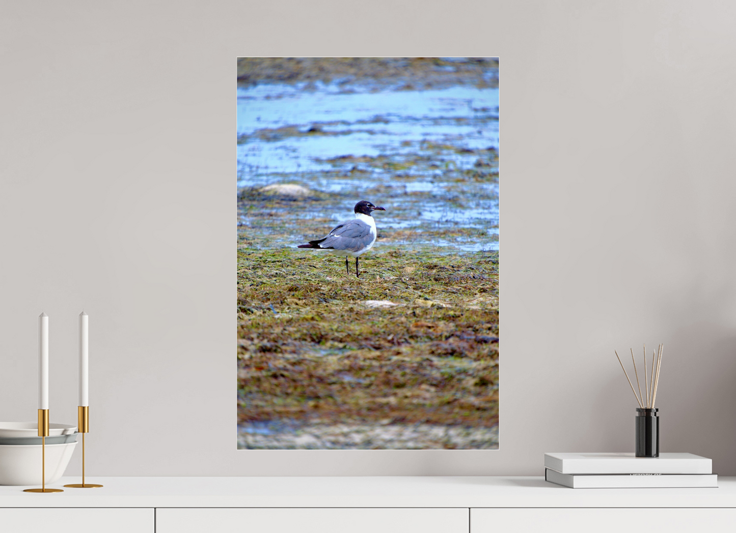 Laughing Gull
