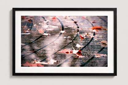 Falling Leaves