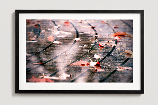 Falling Leaves