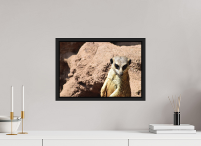 Timon