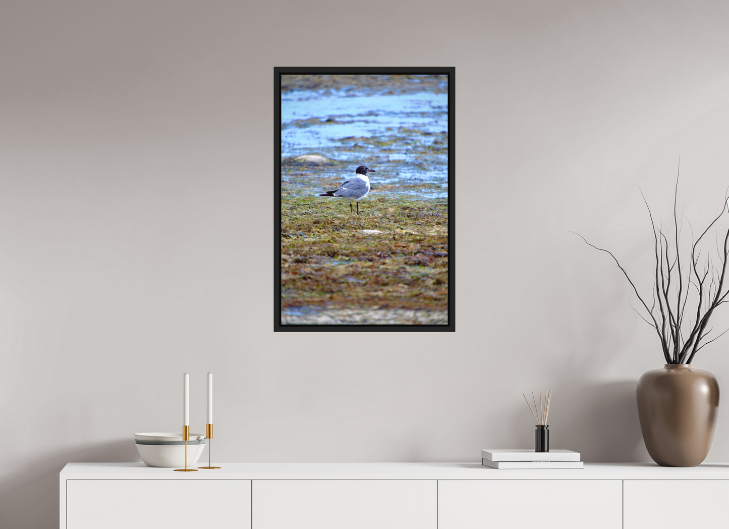 Laughing Gull