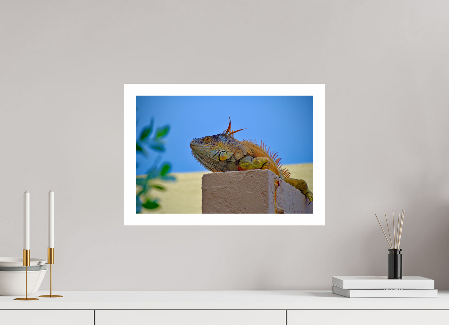 Iguana Iguana