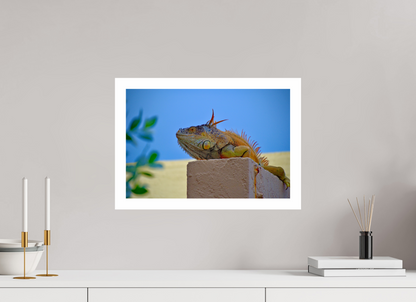 Iguana Iguana