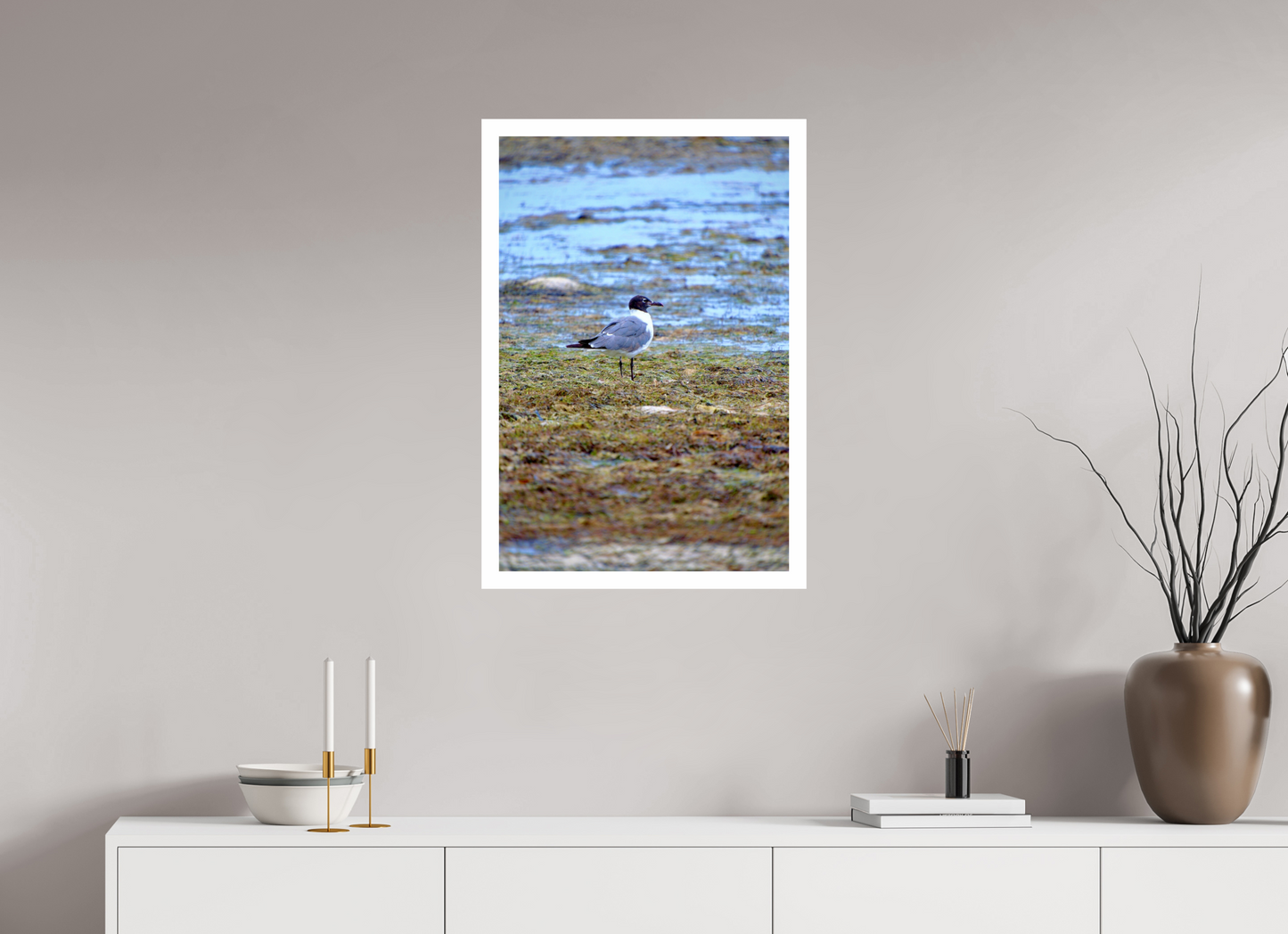 Laughing Gull